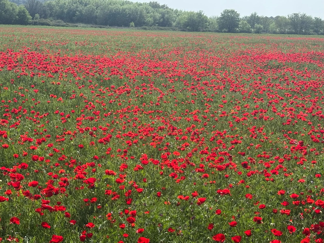 Champ vaste de coquelicots rouges en pleine floraison à Lesvos, Grèce, sous un ciel clair, avec des arbres en arrière-plan.