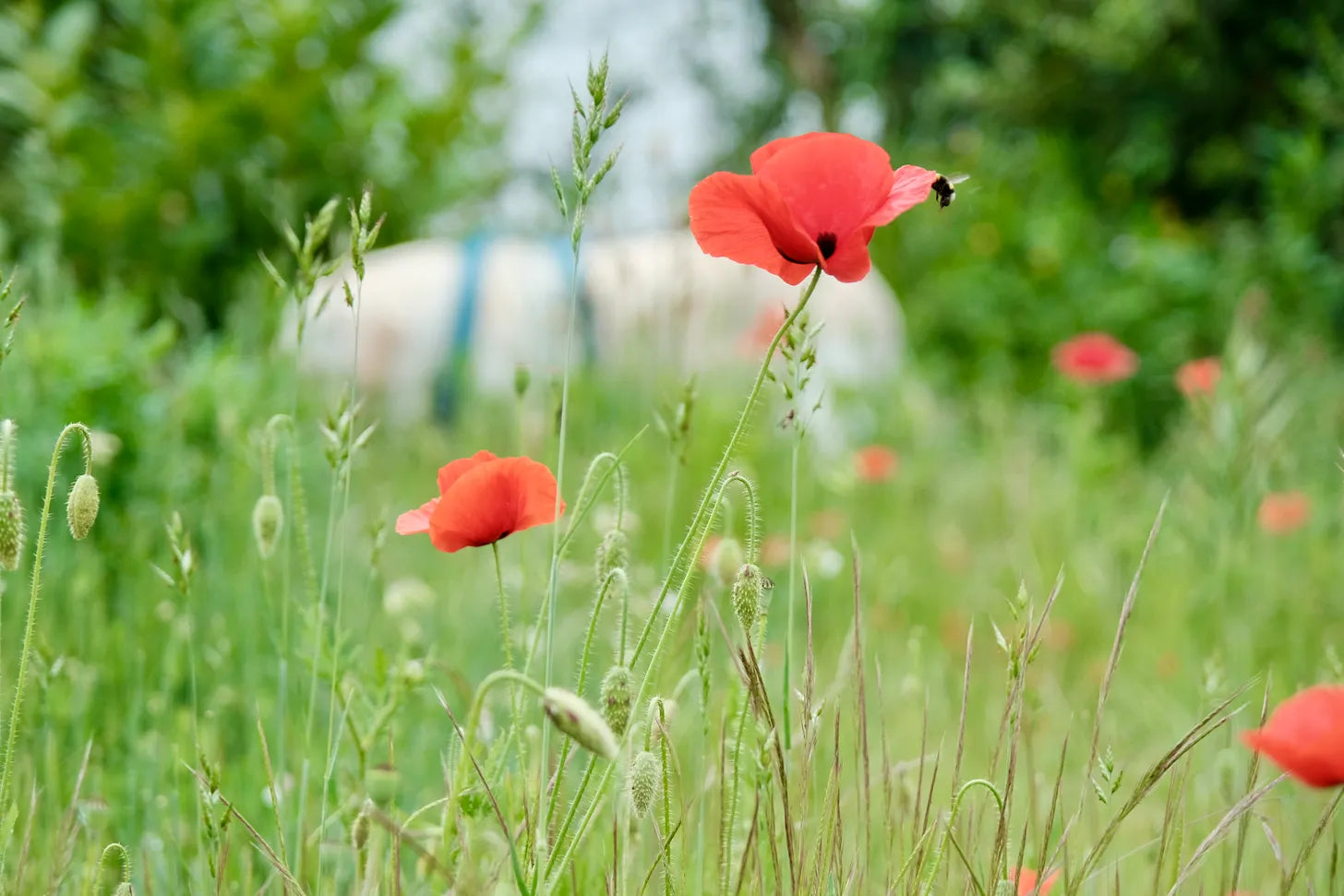 #11. L'alphabet de mon jardin 2024 - Partie 1