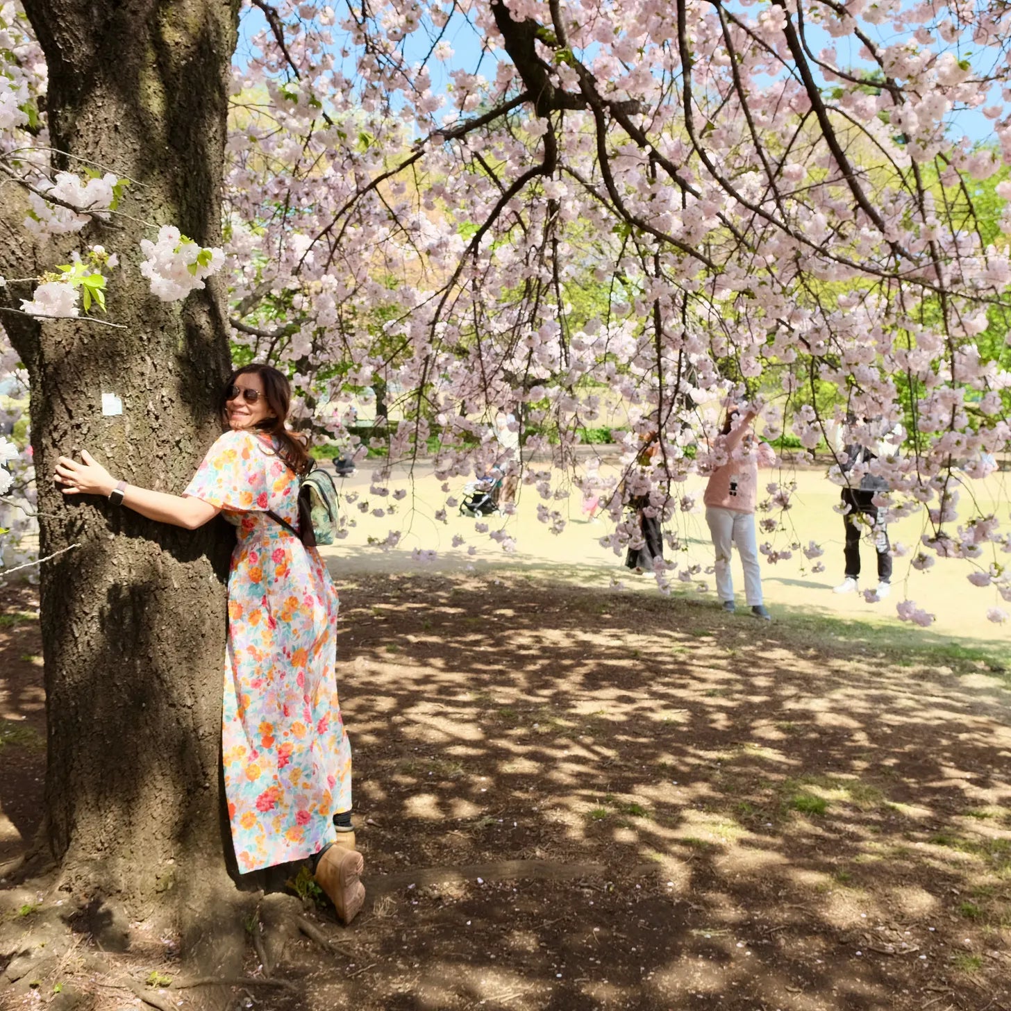 #5. Cherry blossom season is about to start