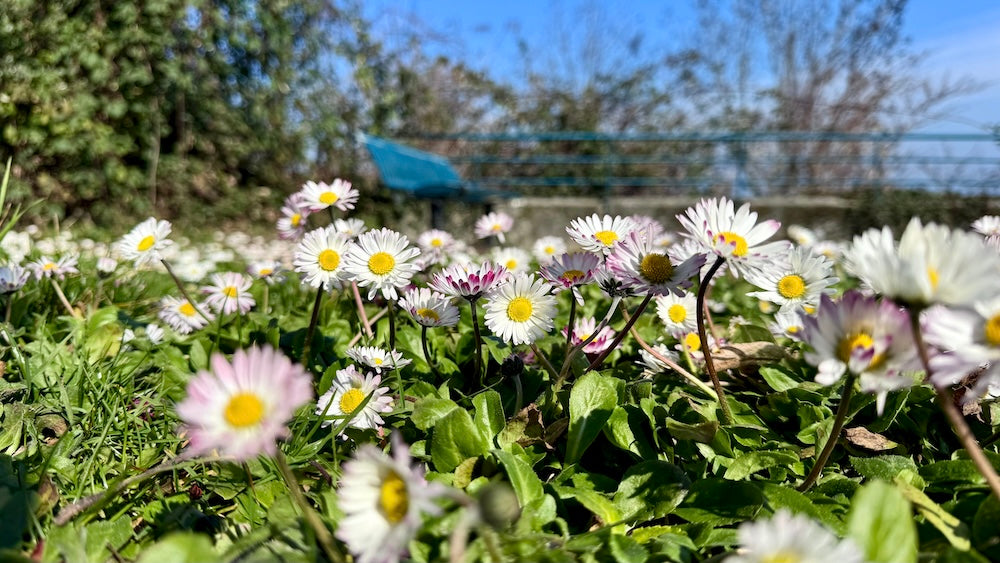 #22. Carnet de dessins et nos amis emplumés 🦜